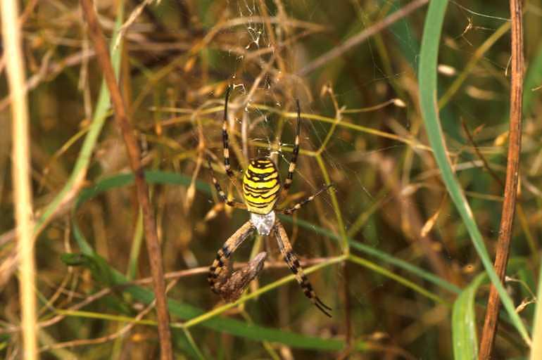 Argiope_bruennichi_P1488_Z_78_Les Gris_Frankrijk.jpg